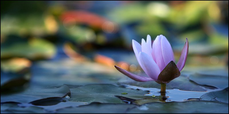 Foto de um nenufar sobre a água